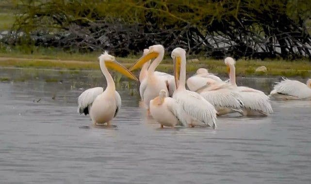 Göç Yolundaki Pelikanların Bursa Durağı: İnegöl Boğazköy Barajı'nda Mola Verdiler