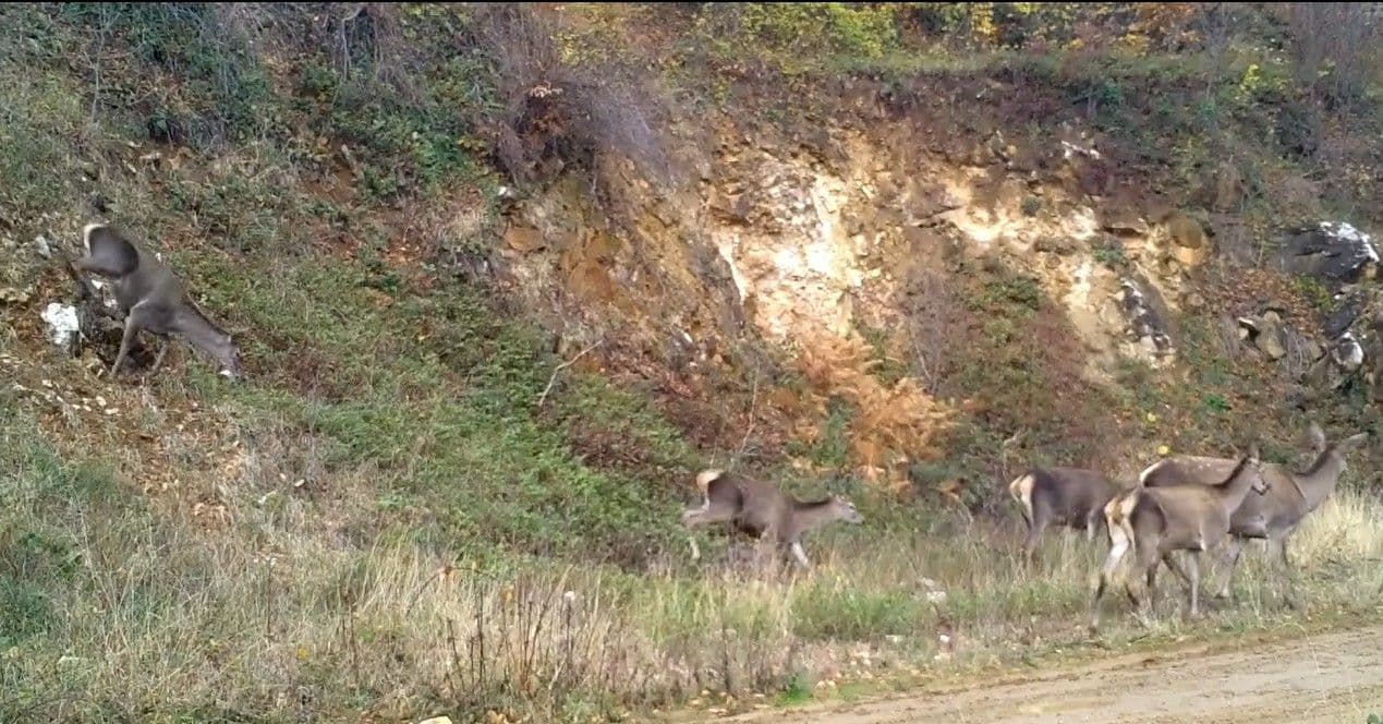 Bursa Ormanlarında Kızılgeyik Sürüsü Fotokapana Yansıdı