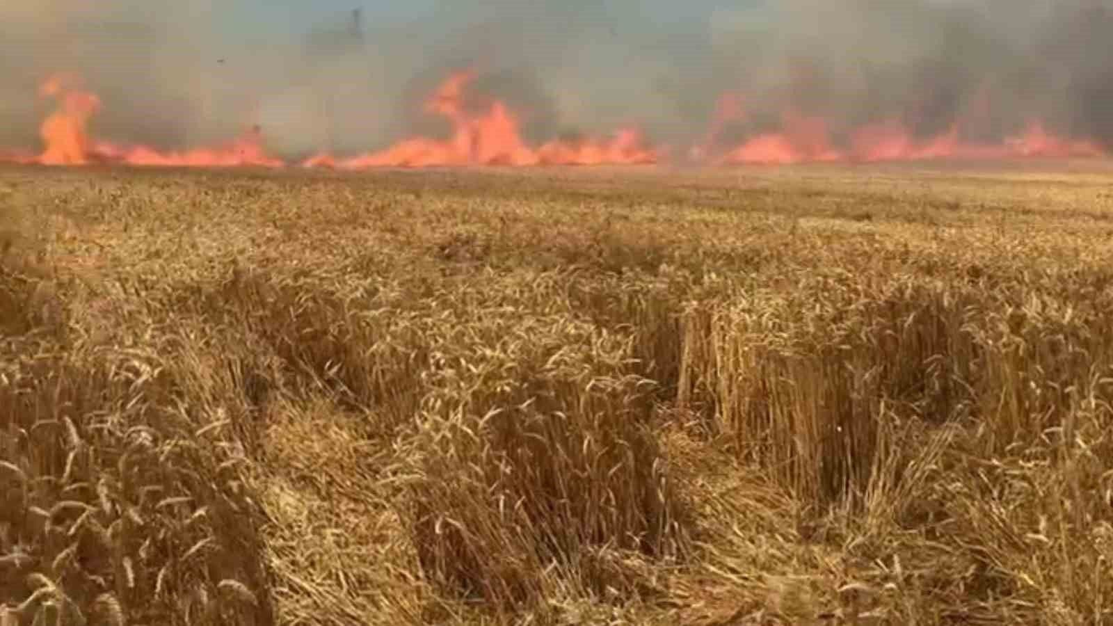 Tekirdağ'da alevler içinde kalmış bir buğday tarlası.