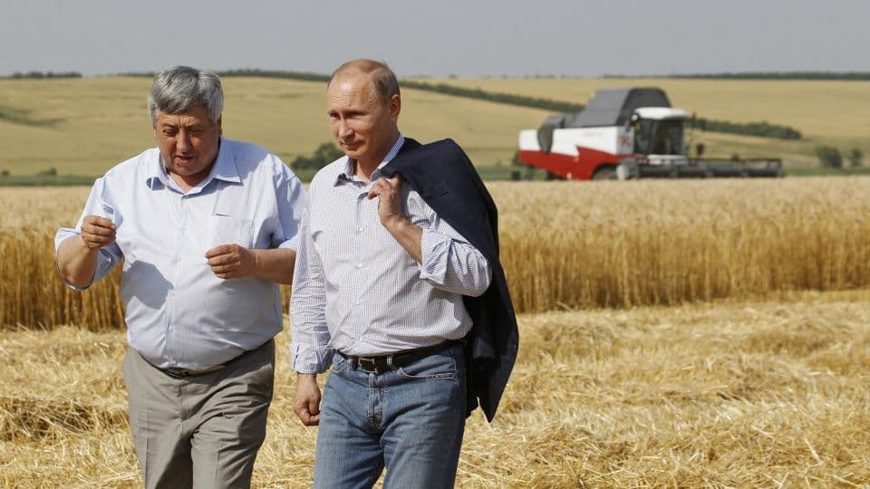 Rusya Devlet Başkanı Vladimir Putin bir buğday tarlasında yürüyor.