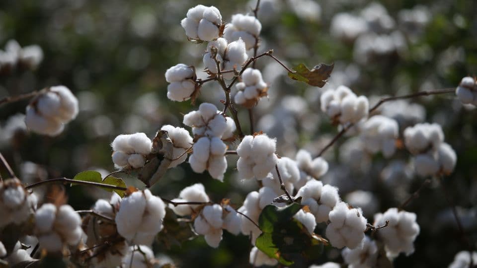 Pamuk bitkileri ve olgunlaşmış pamuk kozaları.