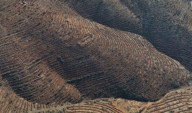 Bursa'da Yanan Ormanlık Alanlara 8 Ayda 2.2 Milyon Fidan Dikildi