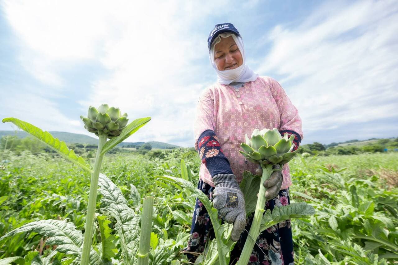 Bursa'nın Tescilli Hasanağa Enginarı'nda Hasat Sezonu Başladı