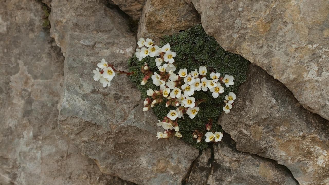 Osmaniye'de keşfedilen, kayalık zeminde yetişen beyaz çiçekli Saxifraga sumruae bitkisi.