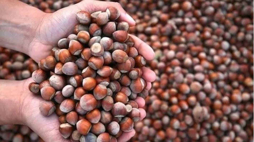 Ticaret Bakanlığı'ndan Fındık Piyasasına Sıkı Denetim Başlatıldı