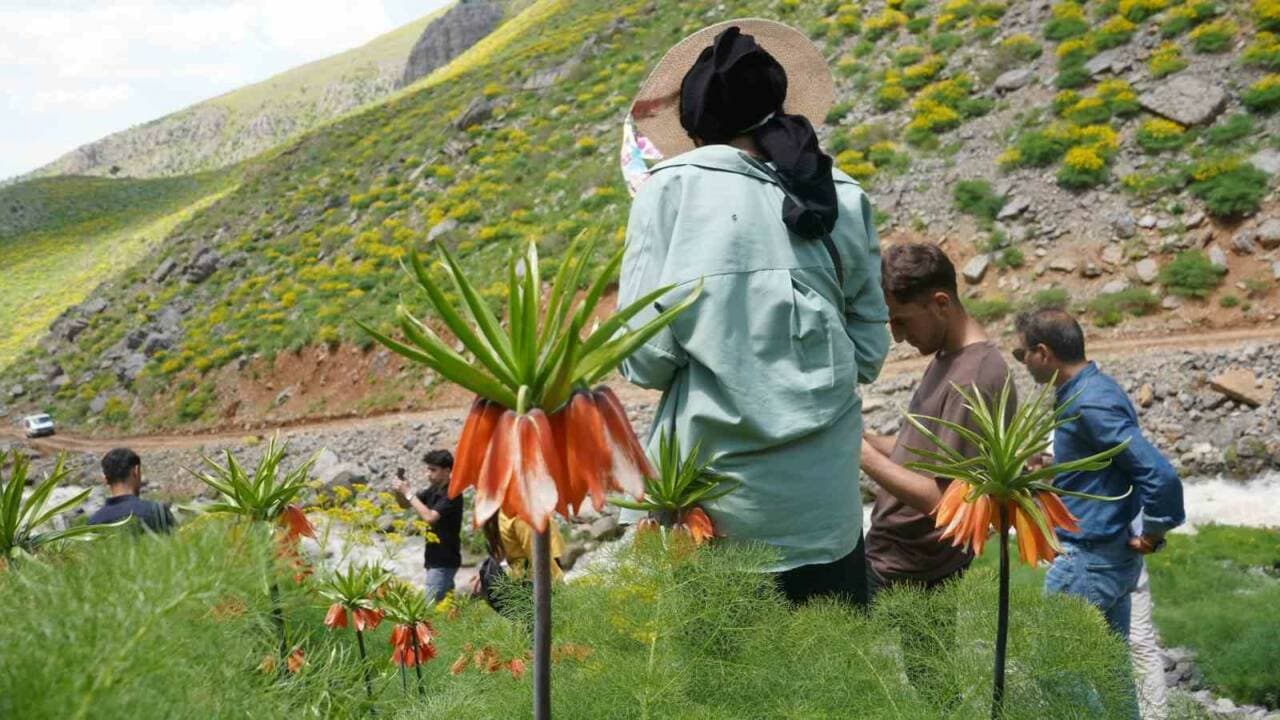 Şırnak Seriro Yaylası'nda ters laleler arasında doğa yürüyüşü yapan öğrenciler ve doğa tutkunları.
