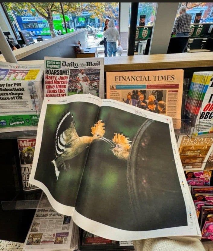 The Guardian gazetesinde iki sayfa yayımlanan ibibik kuşu fotoğrafı