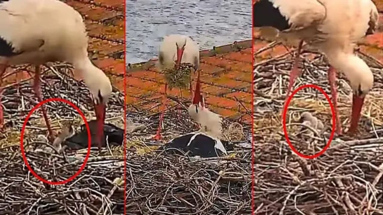 Bir leylek yuvasında ebeveynleri ile birlikte duran beş yavru leylek.