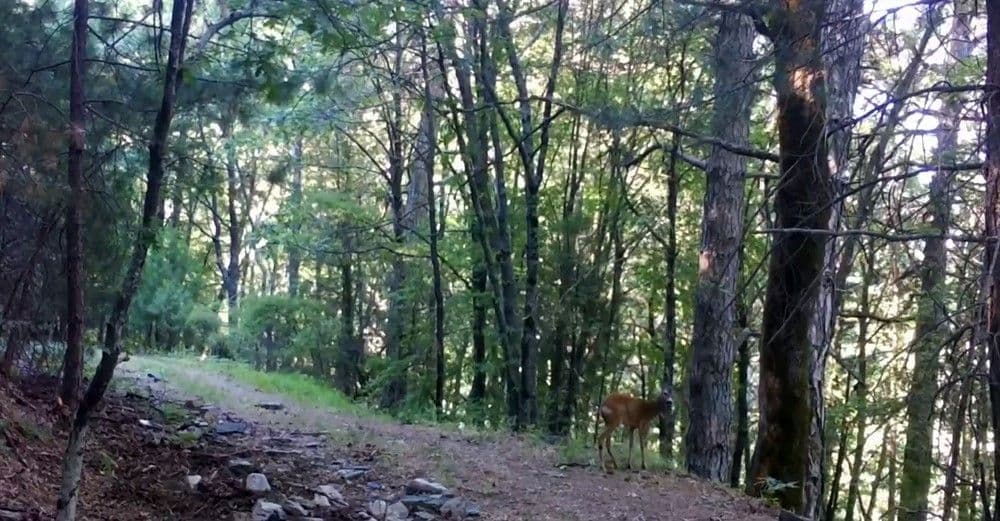Kazdağları Milli Parkı'nda fotokapanla görüntülenen karaca, doğal yaşam.