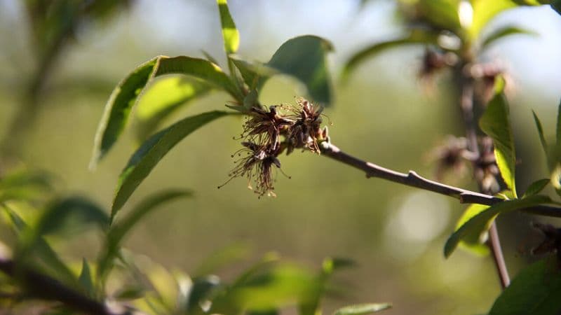Bursa'da 6 İlçe İçin Zirai Don Uyarısı: Çiftçiler Tedbirli Olmalı