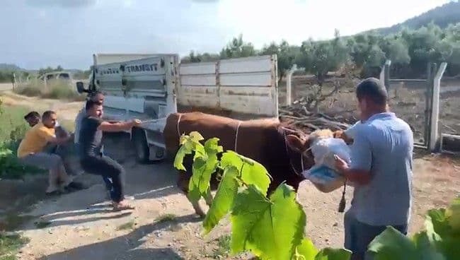 Mudanya'da kamyonetten indirilirken kontrolden çıkan kurbanlık boğayı zapt etmeye çalışan vatandaşlar.