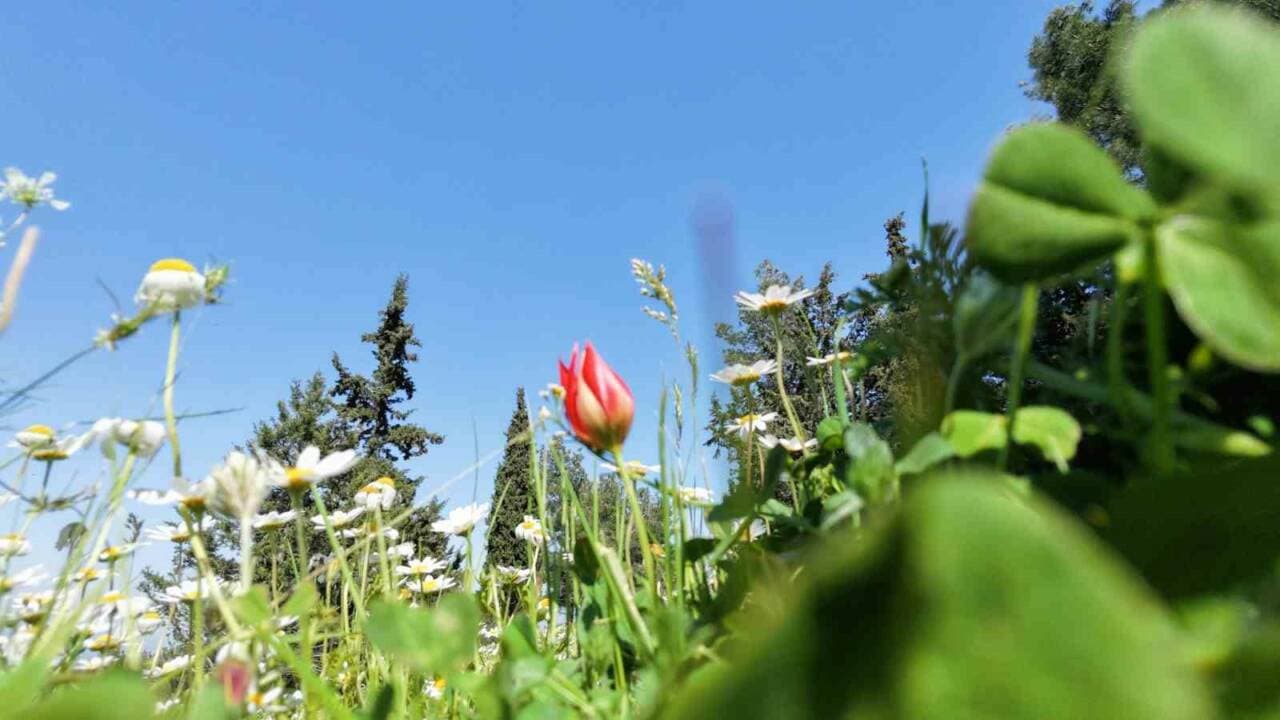 Spil Dağı'nda açan endemik Manisa lalesi, doğa, çiçek, Manisa, bitki örtüsü.