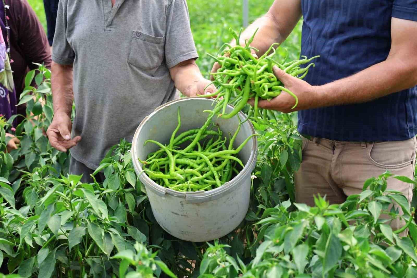 Kocaeli'de Tarımsal Üretime Destek: Modern Seralarda İlk Hasat Başladı