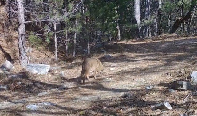 Uludağ'ın Gizemli Sakinleri: Altın Çakallar Fotokapanla Görüntülendi