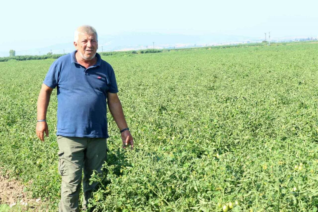 Bursa Karacabey'de Tarım Sektörü Alarm Veriyor: Çiftçiler İlaçlı Su ve Düşük Fiyatlarla Mücadele Ediyor