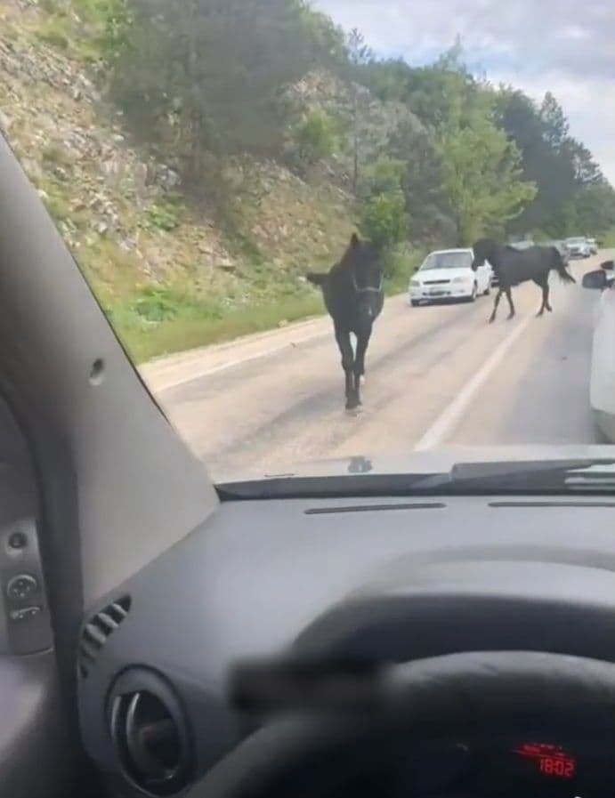 Bursa'da yolda ilerleyen başıboş atlar ve trafik.
