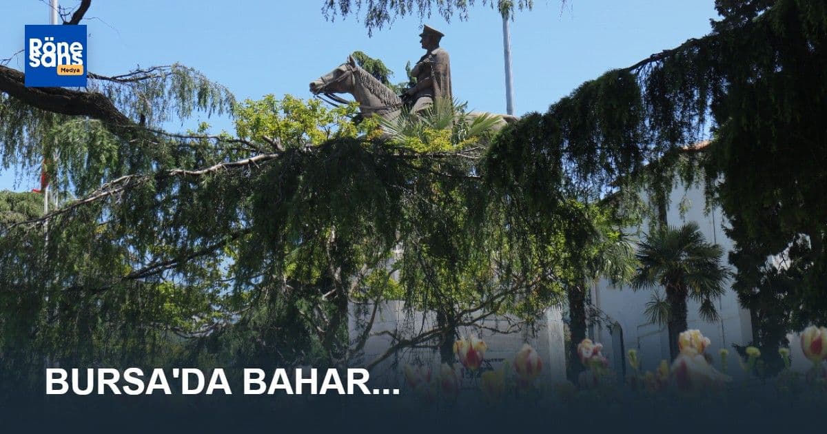 Bursa'da deniz kenarında bir yamaçta açmış papatyalar ve yerleşim yeri manzarası.
