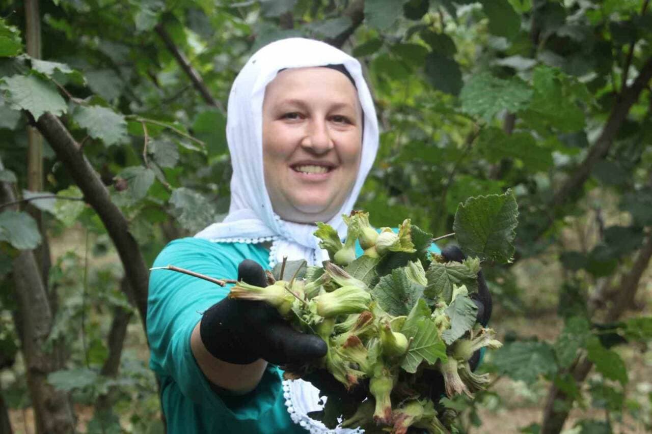 Karadeniz'de fındık hasadı yapan kadın, elinde yeşil fındıklar.
