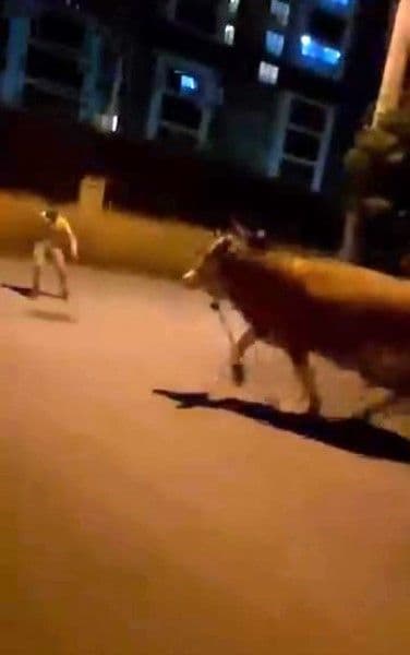 Bursa Osmangazi'de gece vakti cadde üzerinde koşan bir dana ve uzakta bir kişi.