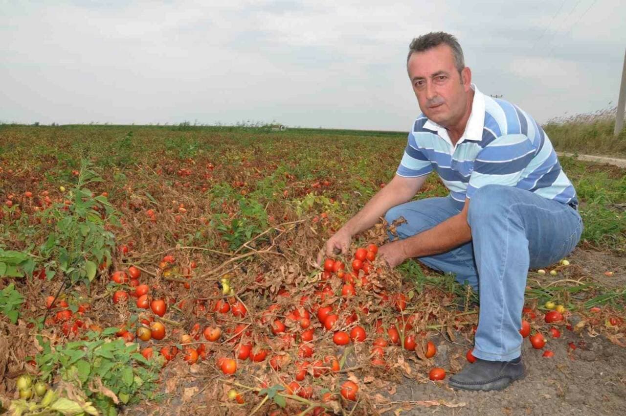 Bursa'da Domates Üreticileri Mağdur: Maliyetin Altında Fiyatlar Krize Yol Açtı
