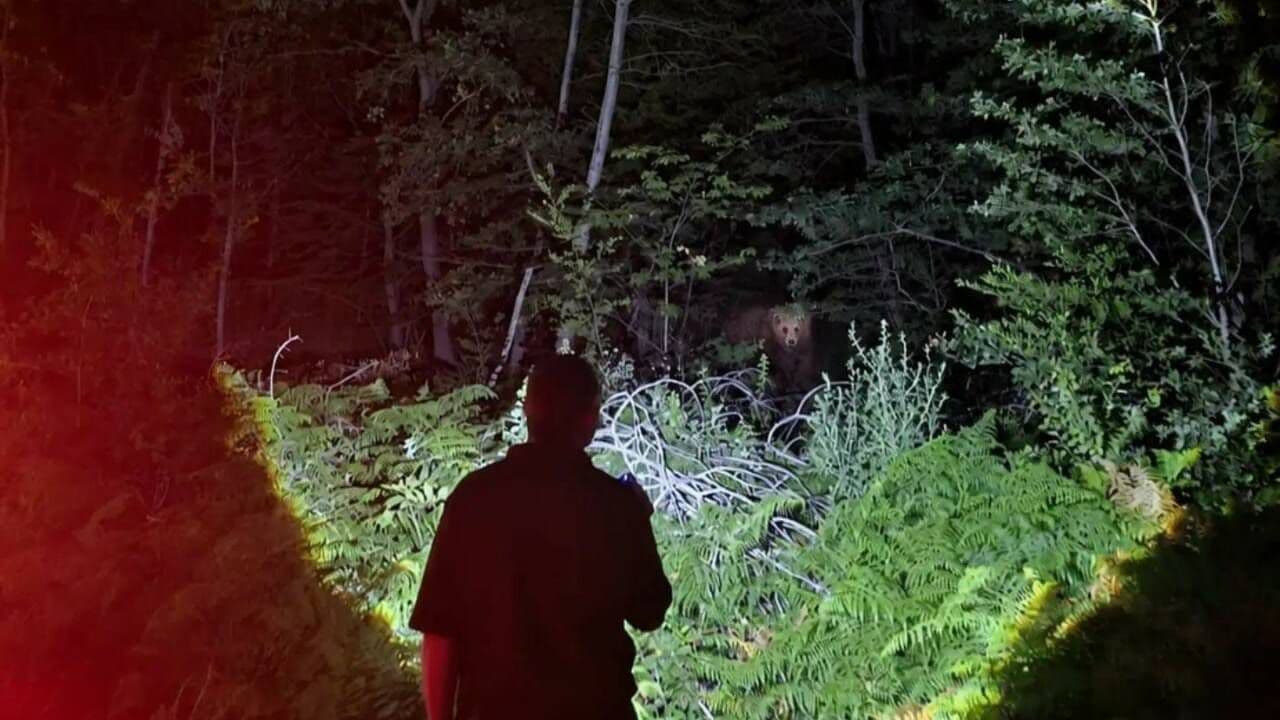 Bursa'da orman ekibinin gece ormanda bir ayı ile karşılaşması.