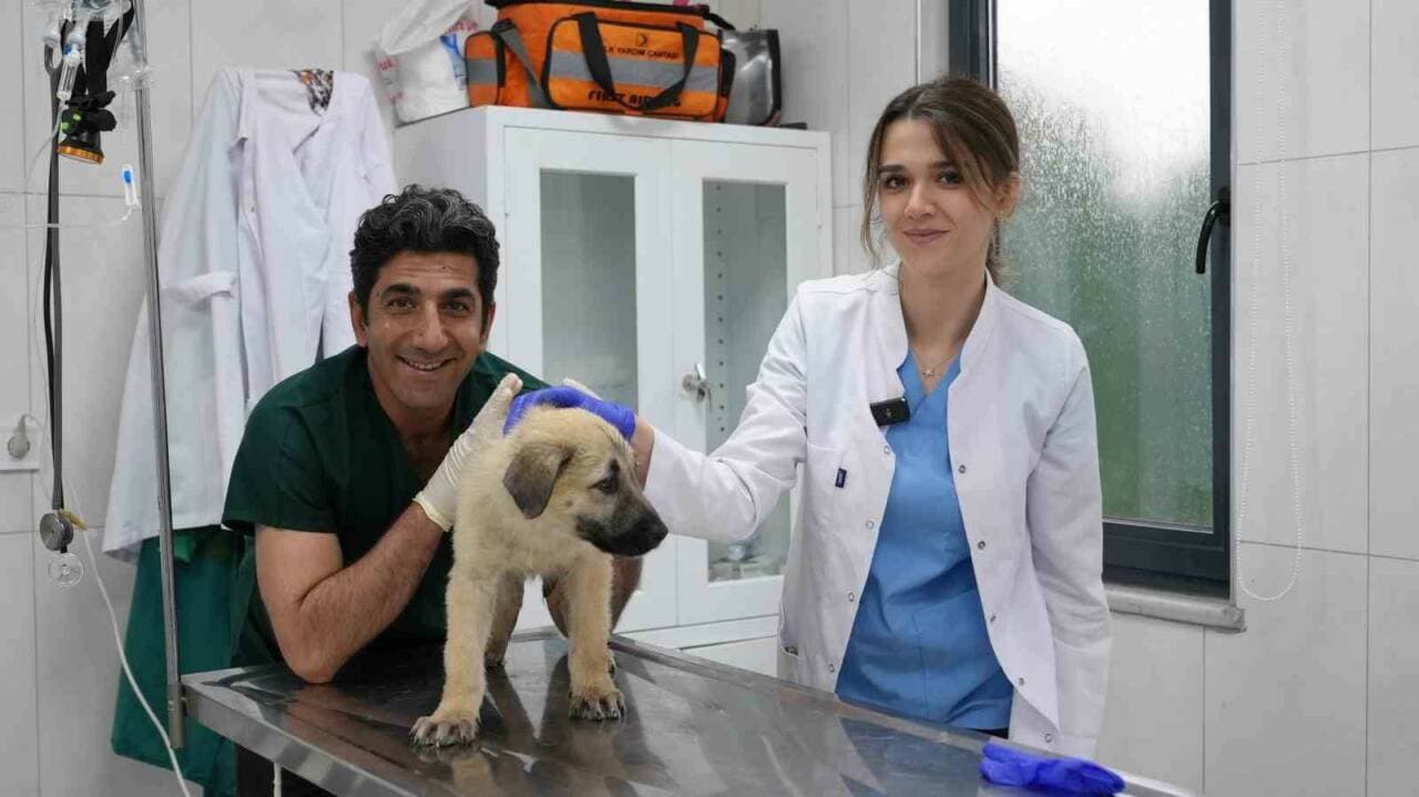 Bursa Gürsu'da Sokak Hayvanlarına Umut Olan Merkezde Başarılı Operasyonlar