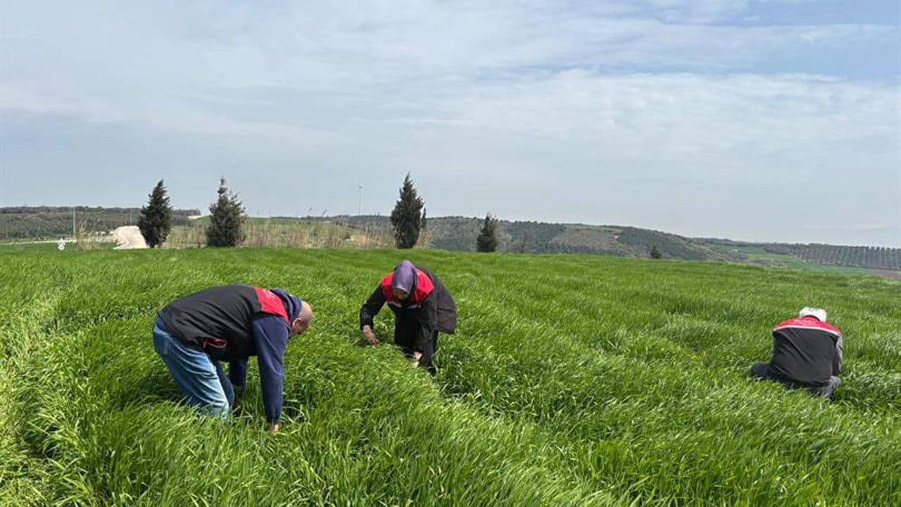 Bursa'da Buğday Üretimini Korumak İçin Süne Mücadelesi Başladı