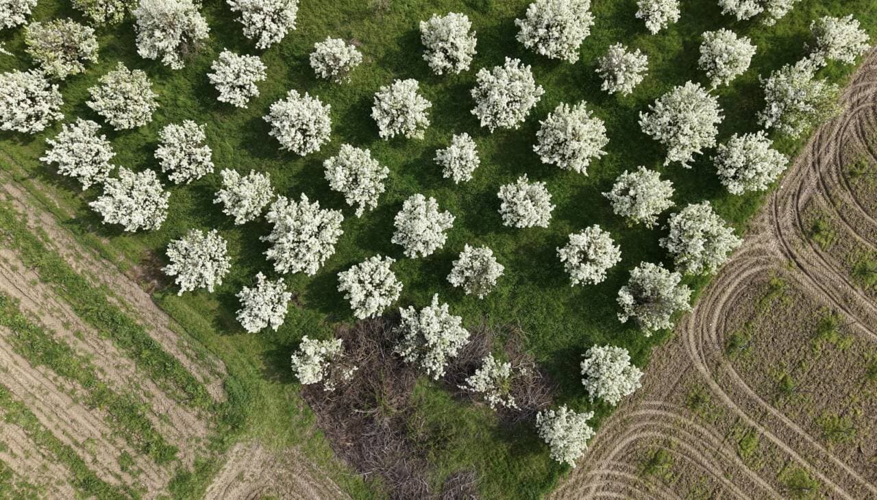 İnegöl'de Bahar Bereketi: Meyve Ağaçlarında Rekolte Umudu Yükseldi