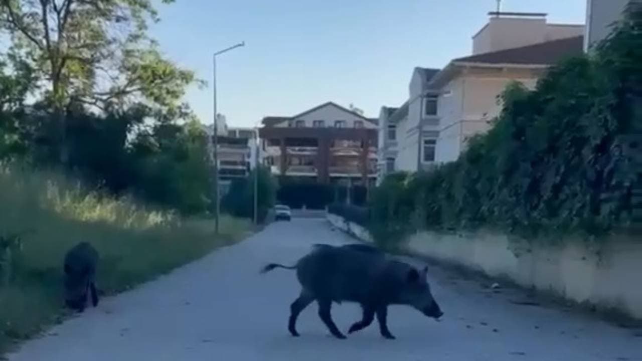 Bursa Nilüfer'de yerleşim yerinde dolaşan iki yaban domuzu.