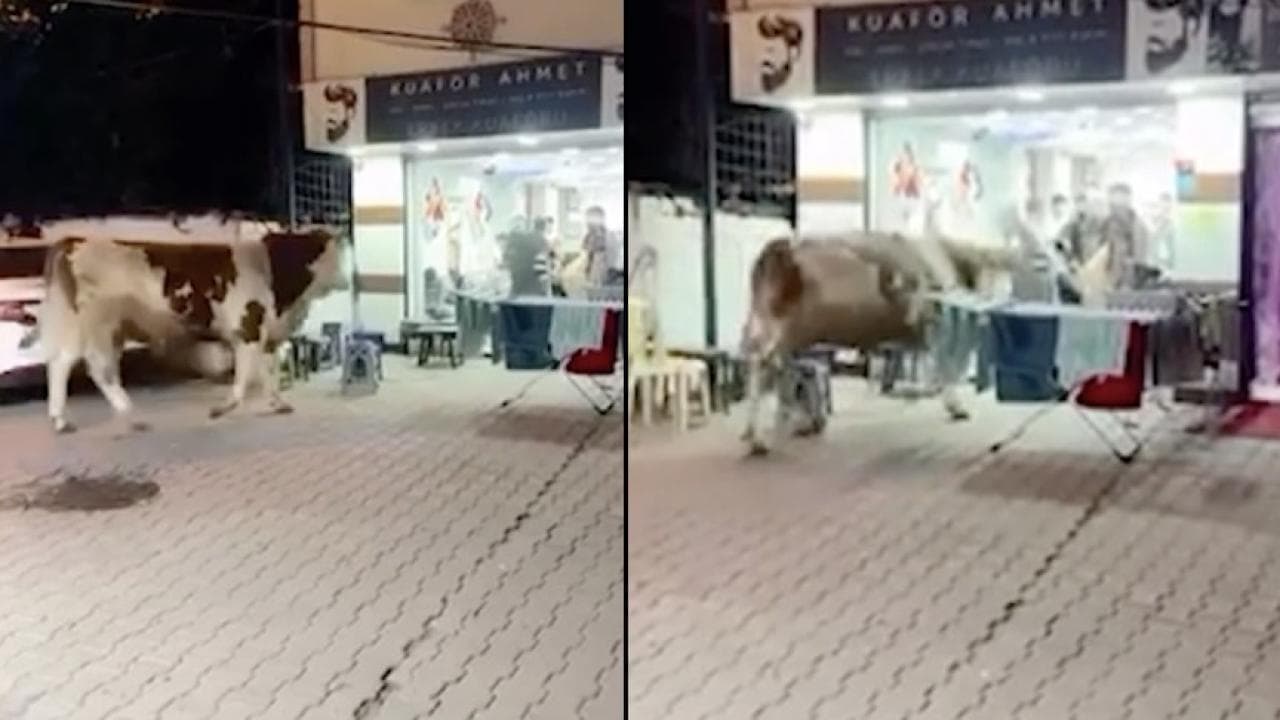 Bursa Hamidiye'de kuaför salonuna giren kurbanlık tosun, panik anları.