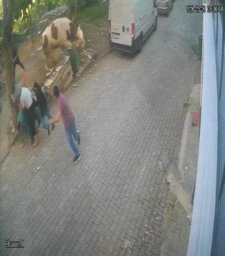 Bursa Yıldırım'da kesimden kaçan boğanın güvenlik kamerası görüntüsü.