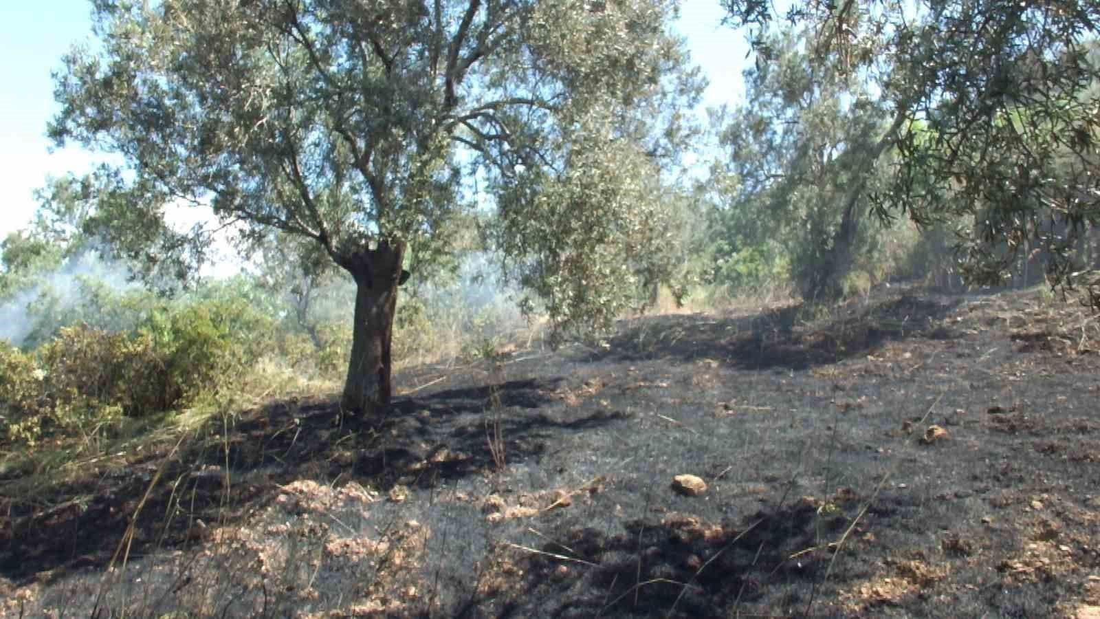 Burhaniye'de zeytinlik yangını sonrası kül olmuş toprak ve dumanlar.