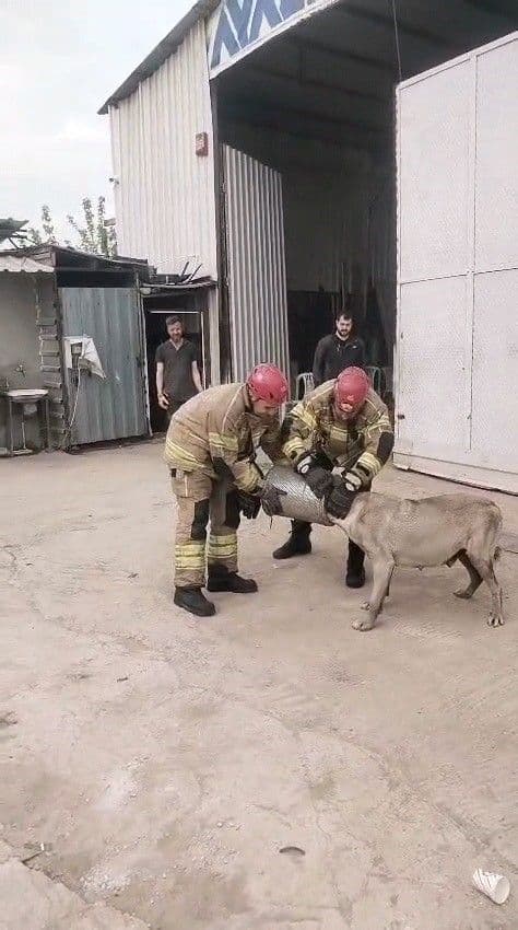 Bursa İnegöl'de Hava Filtresine Sıkışan Köpek Kurtarıldı