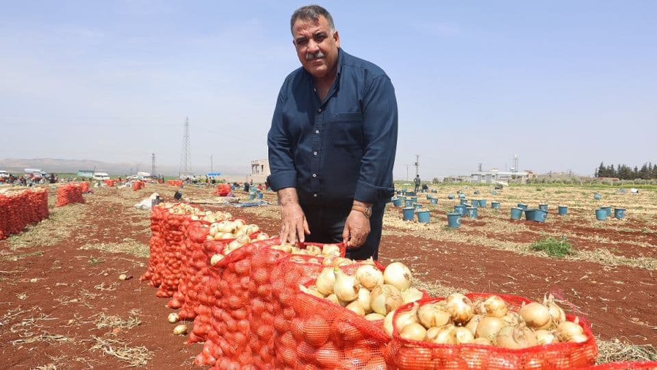 Soğan Üreticileri Derneği'nden Kritik Uyarı: Üretim Biterse İthalat Çözüm Değil