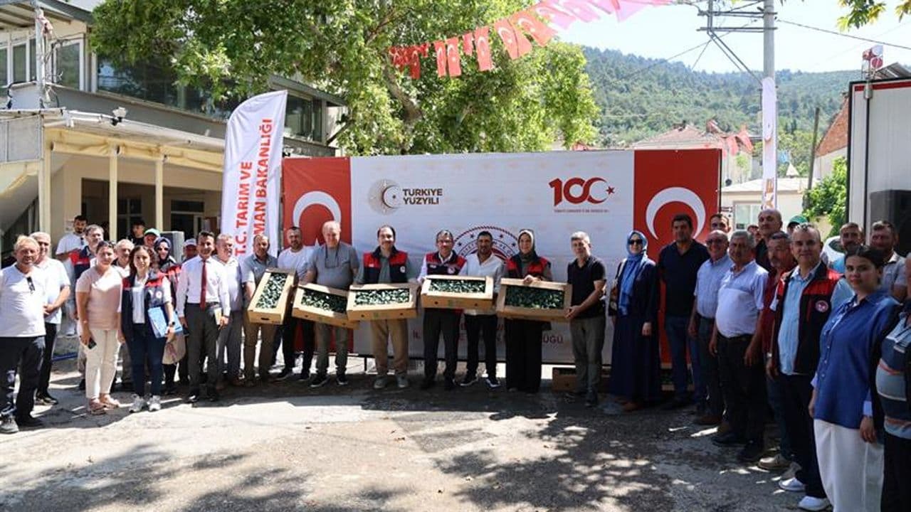 Kestel'de Brokoli Üretimine Büyük Destek: 118 Bin Fide Dağıtıldı