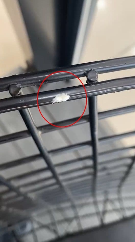 İnegöl'de görüntülenen nadir dikenli dantel böceği.