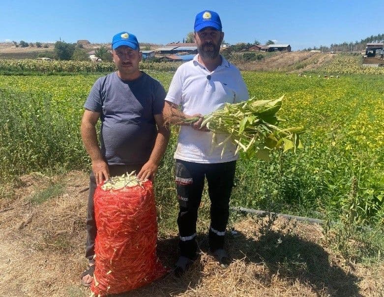 Bursa Yenişehir'de Şeker Fasulye Üretimi Çiftçiye Yüksek Kazanç Sağlıyor
