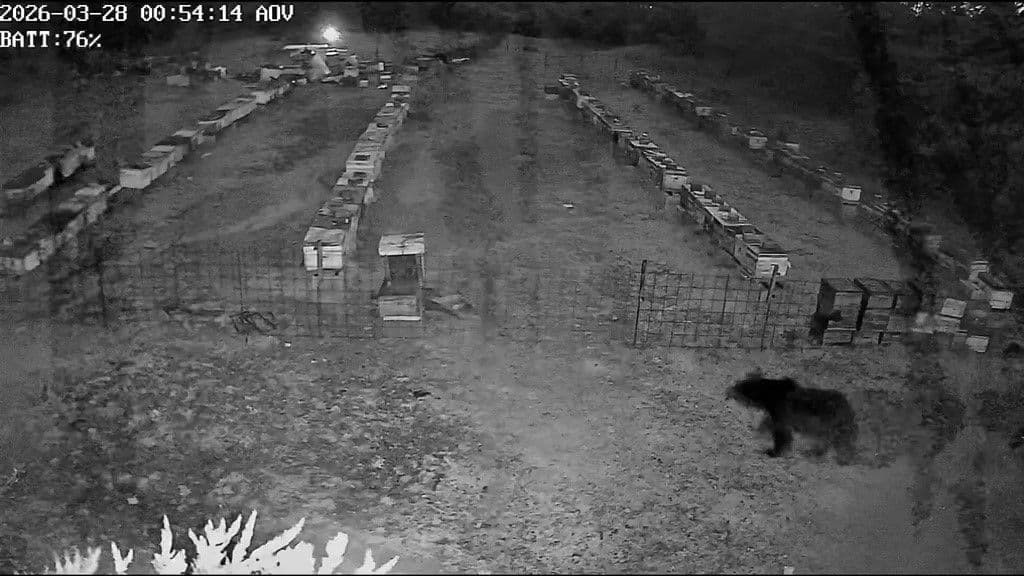 Bursa Osmangazi'de arı kovanlarına saldıran ayı ailesi, güvenlik kamerası görüntüsü.