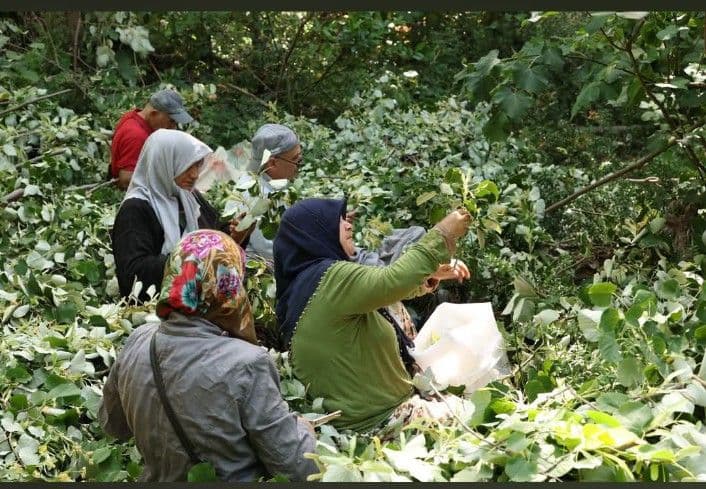 Karacabey'de ıhlamur hasadı yapan köylüler, ormanlık alanda ıhlamur çiçekleri toplarken.