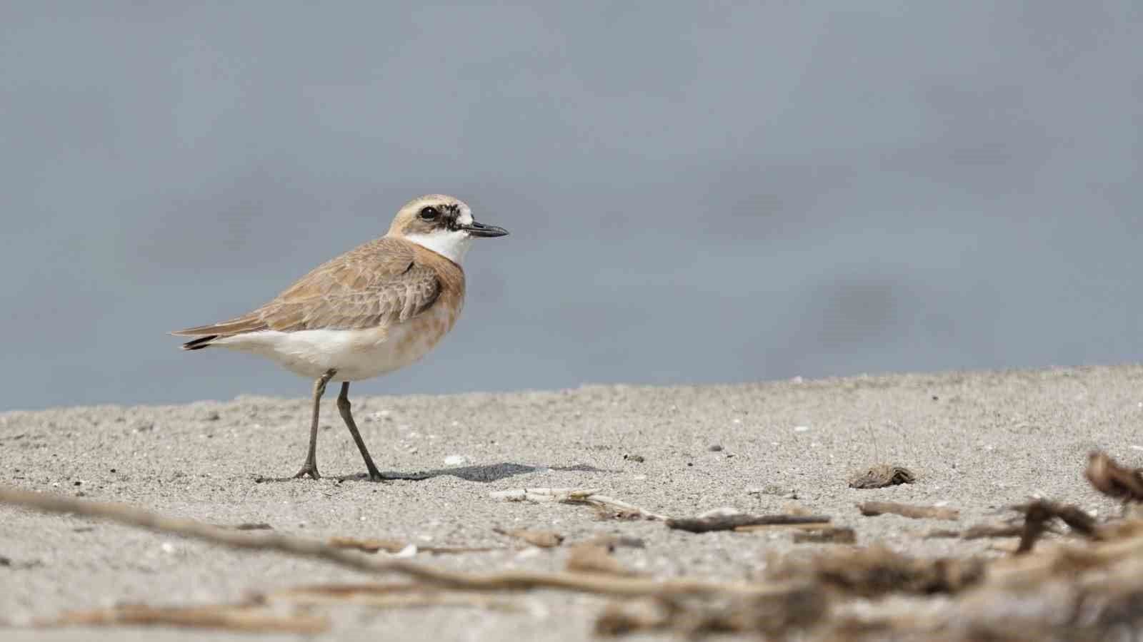 Çanakkale'de ilk kez görüntülenen Büyük Cılıbıt kuşu, kumlu bir zeminde duruyor.