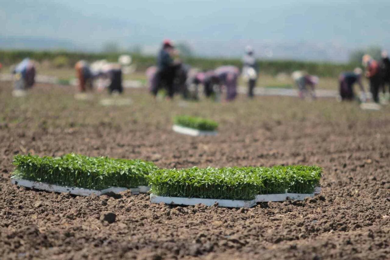 Bursa Karacabey'de kapya biber fideleri diken çiftçiler