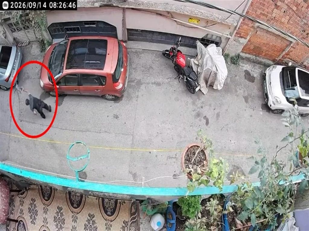 Bursa'da Kediye Şiddet Uygulayan Şüpheli Yakalandı