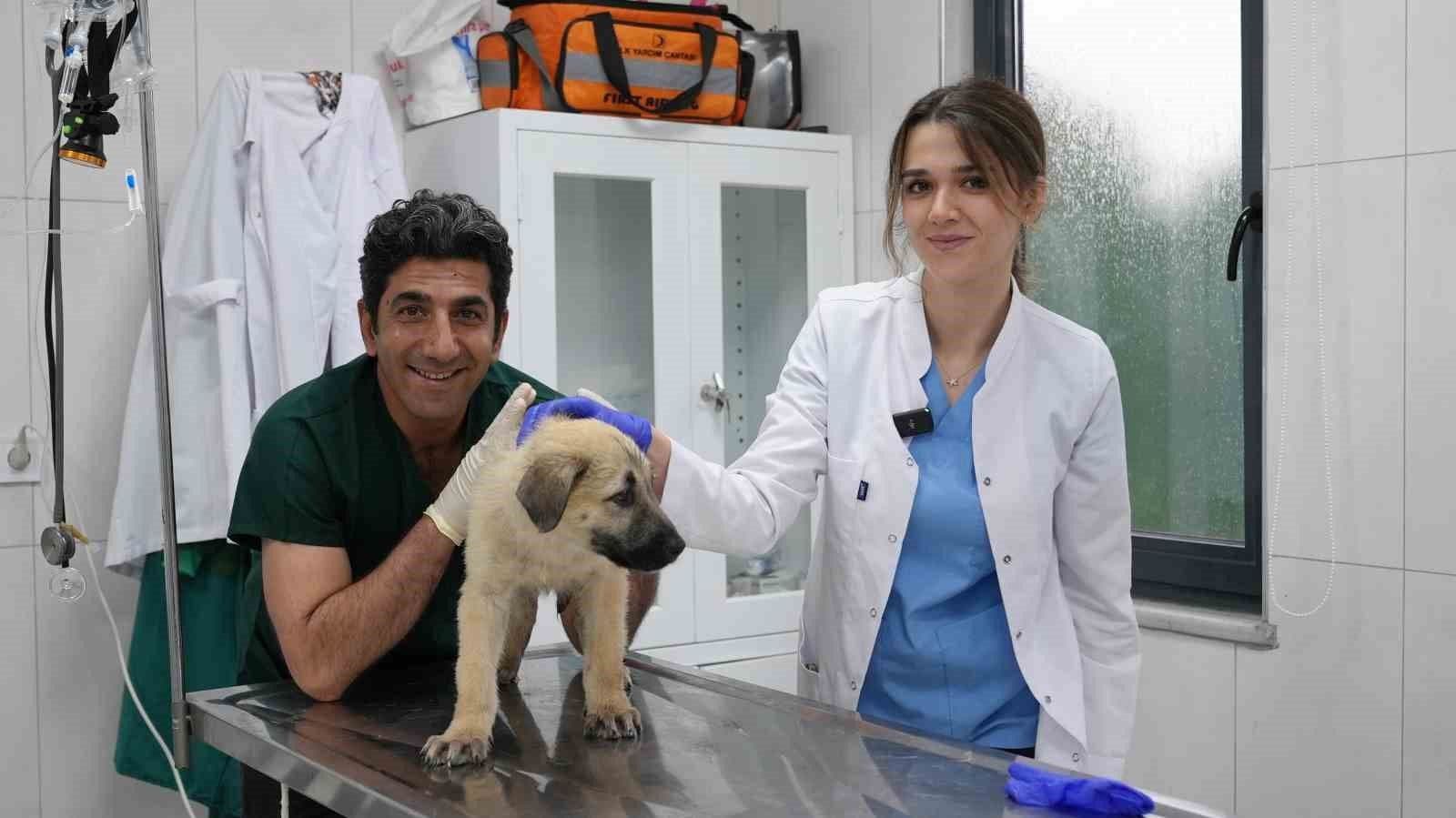 Bursa Gürsu Hayvan Bakım Merkezi, Başarılı Operasyonlarla Can Dostlara Umut Oluyor
