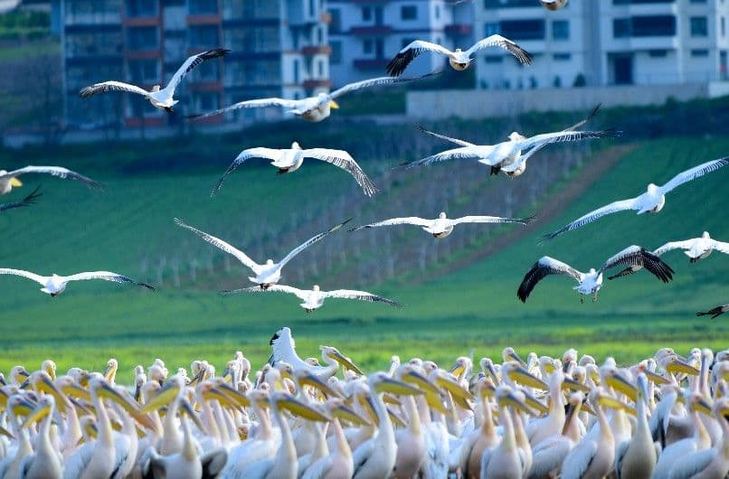Bursa'nın Boğazköy Barajı'nda Göçmen Pelikan Sürüsü Görüntülendi