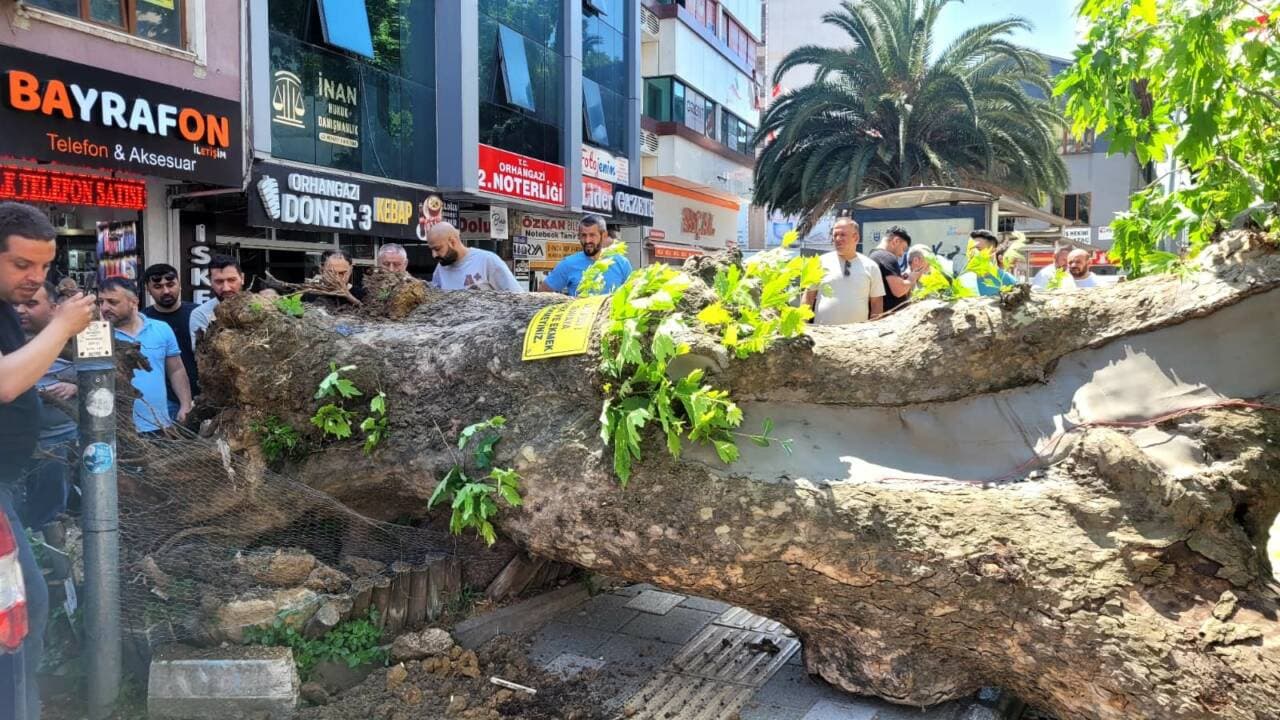 Bursa Orhangazi'de yola devrilen asırlık çınar ağacı ve olay yeri.