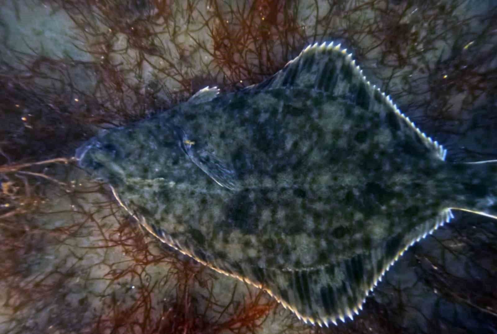 İzmit Körfezi'nde Dip Çamuru Temizliği Sonuç Verdi: Yunuslar Geri Döndü