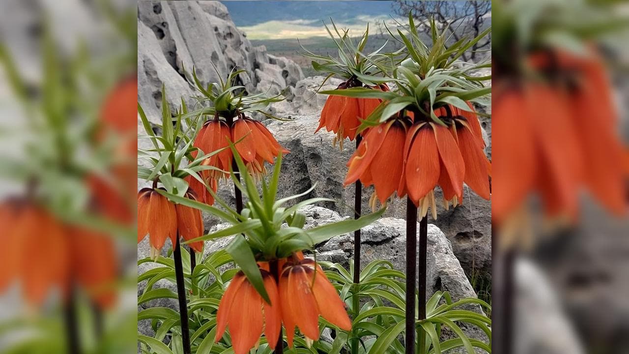 Güneydoğu Anadolu'da doğal ortamında yetişen, koruma altındaki ters laleler.