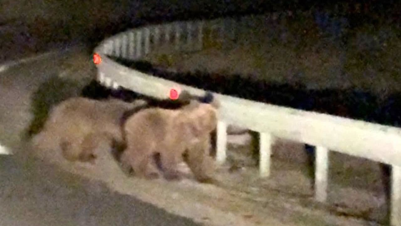 Bursa Gürsu'da gece yol kenarında görülen iki ayı yavrusu.