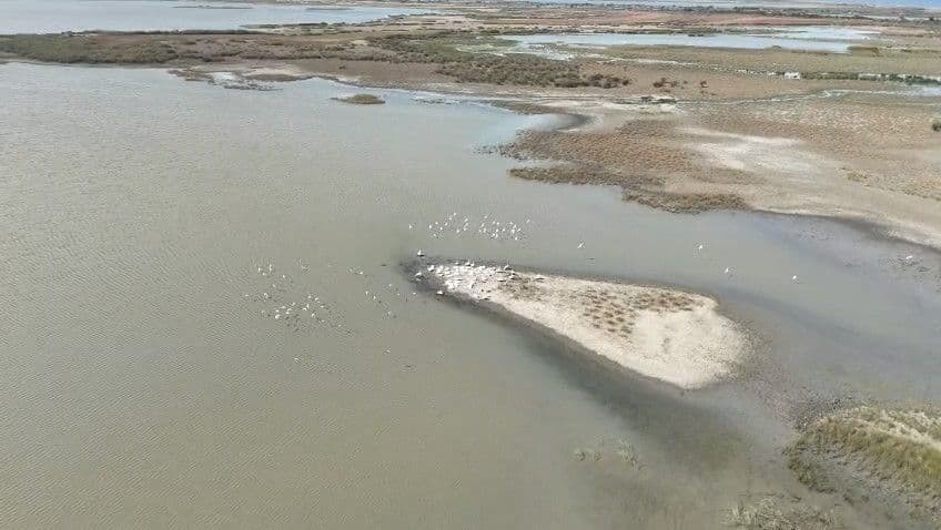 Karacabey Gölü'nde pelikanlar, havadan drone görüntüsü.