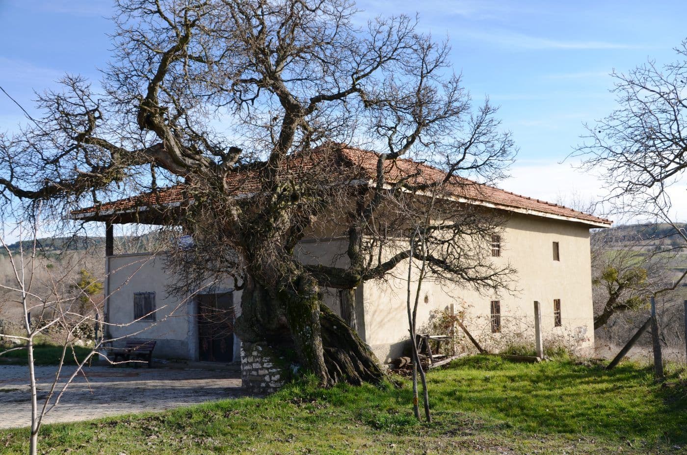 Nalbant Cuma Camii yakınında, eski bir binanın önünde duran, kış mevsiminde yapraklarını dökmüş, yaşlı ve dallı budaklı bir ağaç.